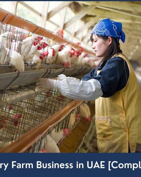 How to Start a Poultry Farm in UAE