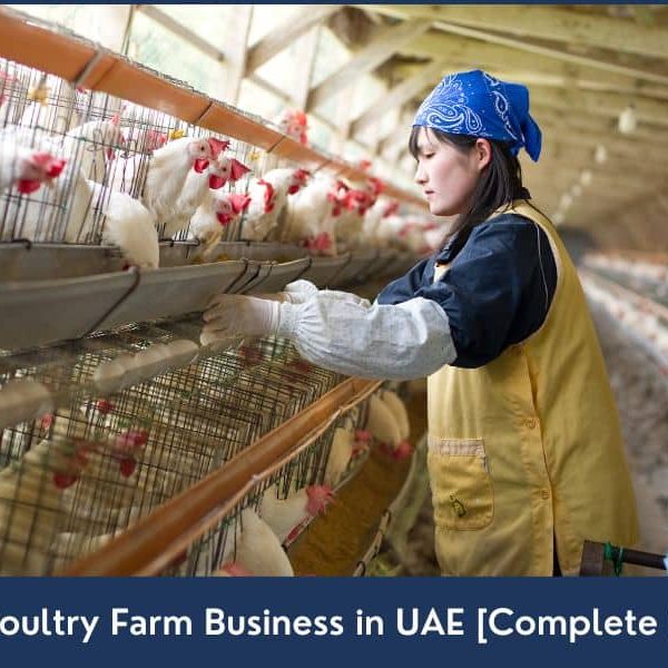 Start a Poultry Farm Business in UAE How to Start a Poultry Farm in UAE