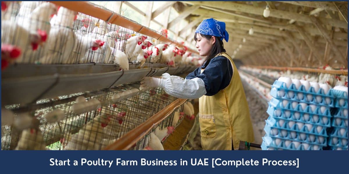 How to Start a Poultry Farm in UAE